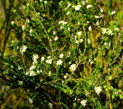 Lachnaea ericoides
