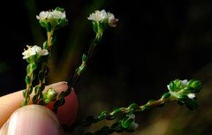 Lachnaea ericoides