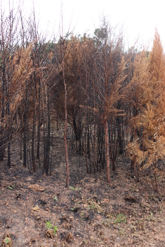 Image of Widdringtonia whytei by (c) Tony Rebelo, some rights reserved (CC BY-SA)