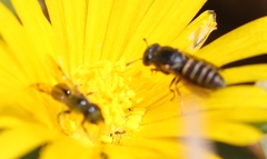 Masarinae