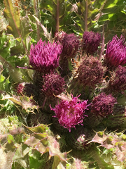 Cirsium scariosum congdonii
