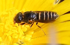 Masarinae