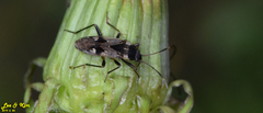 Panaorus albomaculatus
