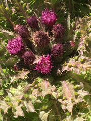 Cirsium scariosum congdonii