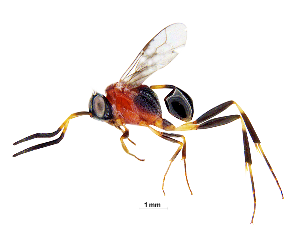 Prwana Insect Prosevania from Weavers Colony, Nagercoil, Tamil Nadu, India on May 25 ...