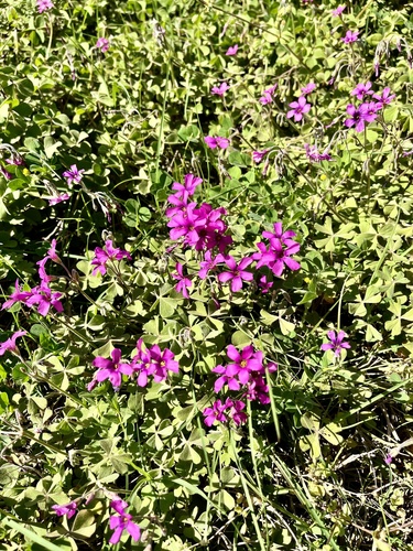 Oxalis hispidula, photograph 5