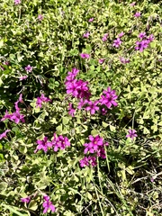 Oxalis hispidula, photograph (c) Virginia Y. Mogni, some rights reserved (CC BY)