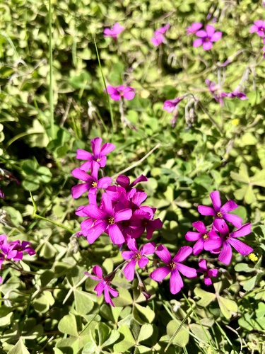 Oxalis hispidula, photograph 6