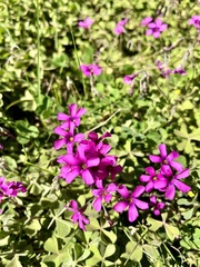 Oxalis hispidula, photograph (c) Virginia Y. Mogni, some rights reserved (CC BY)