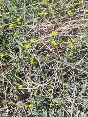Euphorbia erinacea