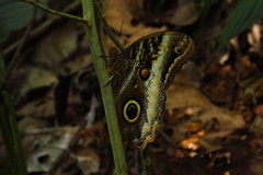 Caligo atreus