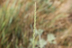 Pseudoroegneria stipifolia