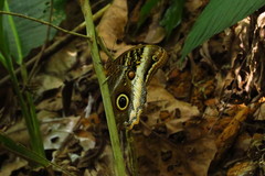 Caligo atreus