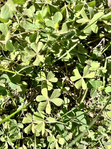 Image of Oxalis hispidula by (c) Virginia Y. Mogni, some rights reserved (CC BY)