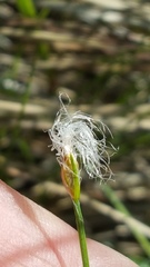 Trichophorum alpinum