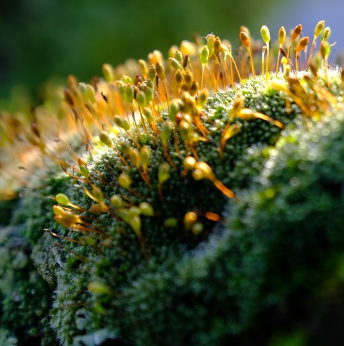 Representative image of Brachymenium