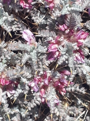 Astragalus cruentiflorus