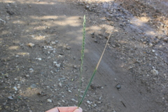 Pseudoroegneria stipifolia