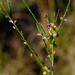 Muraltia leptorhiza - Photo (c) Nick Helme, some rights reserved (CC BY-SA), uploaded by Nick Helme