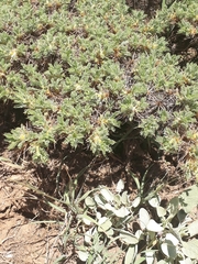 Astragalus gummifer