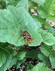 Polistes jokahamae