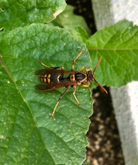 Polistes jokahamae