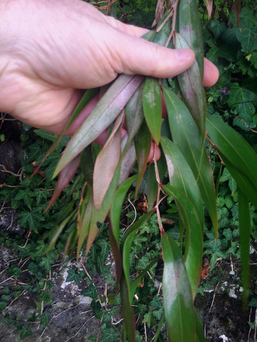Agonis flexuosa