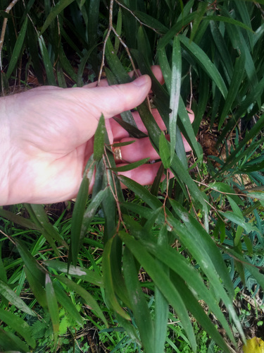 Agonis flexuosa