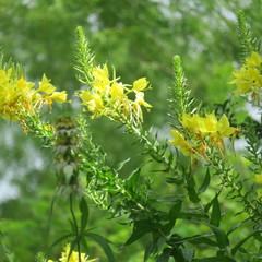 Oenothera rhombipetala