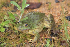 Lithobates montezumae