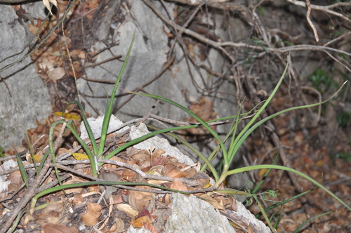 Aloe antsingyensis image