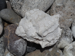 Phyllonotus erythrostomus