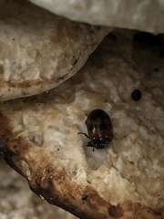 Diaperis nigronotata