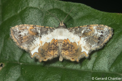 Europlema