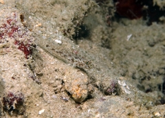Shoulderspot Goby photo 4