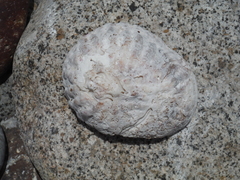 Crucibulum scutellatum