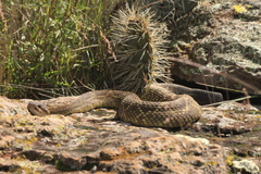 Crotalus molossus nigrescens
