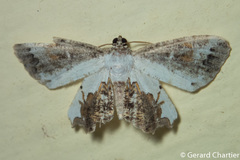 Europlema
