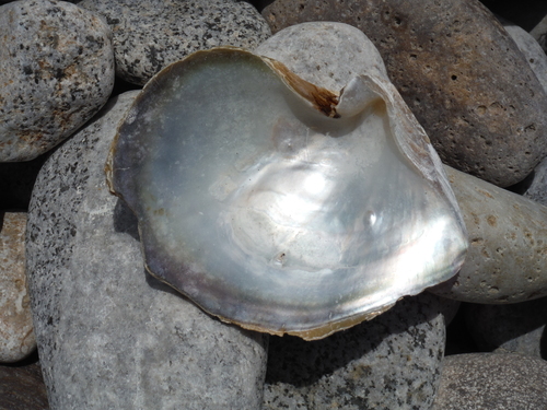 Panama pearl oyster