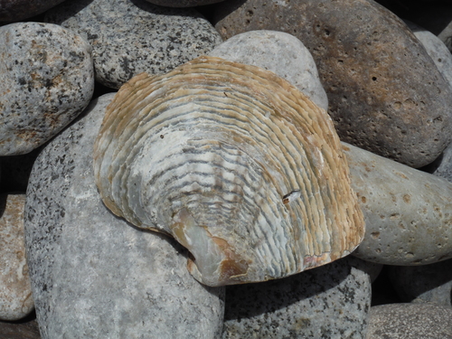 Panama pearl oyster