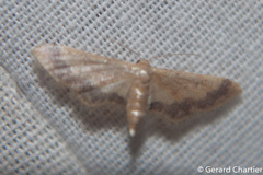 Idaea violacea