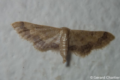 Idaea violacea