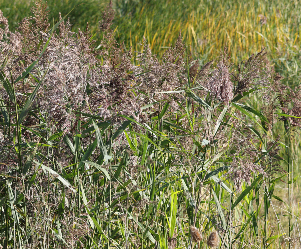 common reed from Over CB24, UK on September 17, 2024 at 09:57 AM by ...
