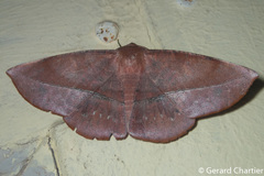 Sarcinodes sumatraria