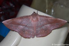 Sarcinodes sumatraria