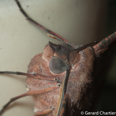 Sarcinodes sumatraria