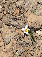 Romulea nivalis
