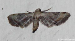 Mesoptila melanolopha
