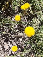 Anthemis pauciloba