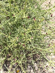 Scrophularia libanotica